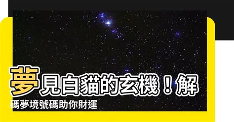 貓代表號碼|【夢見貓號碼】【夢境靈數大揭密】一見「喵星人」！。